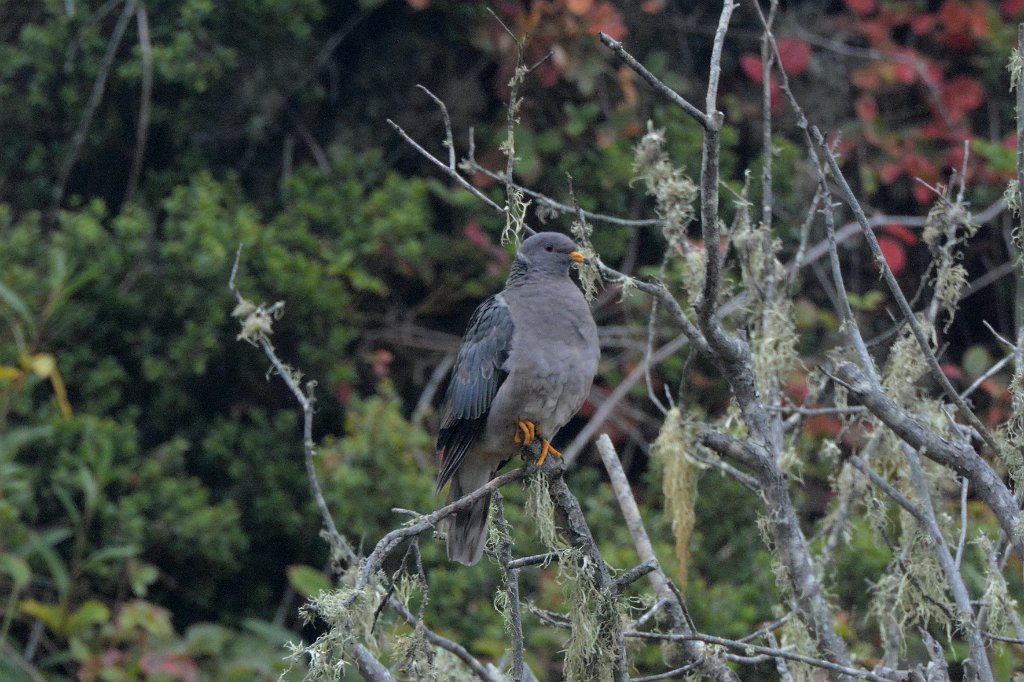 Dove, Band-tailed Pigeon, 2015-06111612 Montana de Oro State Park, CA.JPG - Band-tailed Pigeon. Montana de Oro State Park, CA, 5-12-2015